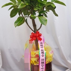 정선 꽃배달 빠른배송