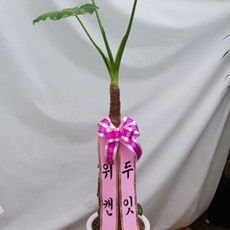 인제 꽃배달 빠른배송