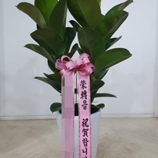 인제 꽃배달 당일꽃배달