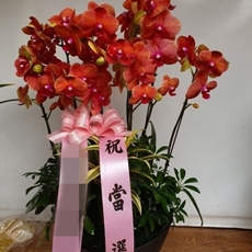 김포 축하화환 축하화환가격