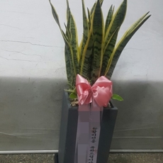 구리 축하화환 결혼식화환추천