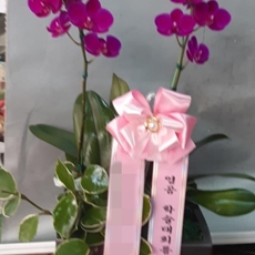 과천 축하화환 리본화환