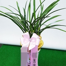 원주 꽃배달 생화배달