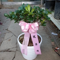 하남 축하화환 쌀화환