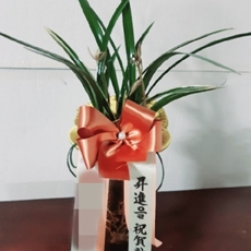 시흥시 축하화환 스탠드화환