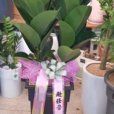 김해 축하화환 전국배송