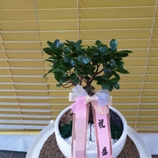 오산 축하화환 서양란