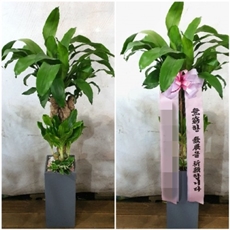 과천 축하화환 축하화환종류