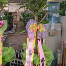 남양주 축하화환 리본화환