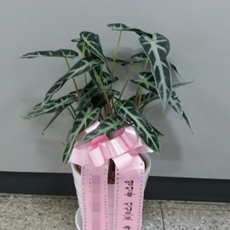 창원 진해구 축하화환 서양란