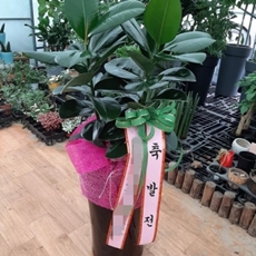 수원 권선구 축하화환 축하화환가격