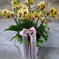 부천 소사구 축하화환 축하화환가격