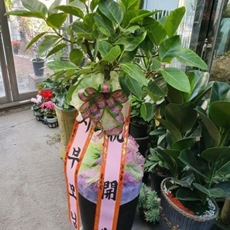 평택 꽃배달 빠른배송