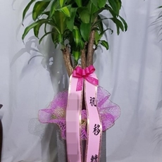 춘천 꽃배달 꽃다발선물