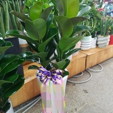 하남 축하화환 축하화환가격