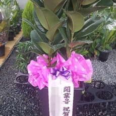 용인 기흥구 축하화환 쌀화환