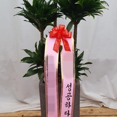 파주 꽃배달 꽃바구니배달